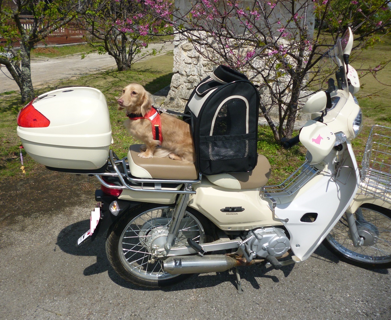 スーパーカブカスタム 愛犬家仕様にしてみた シングル スローライフ