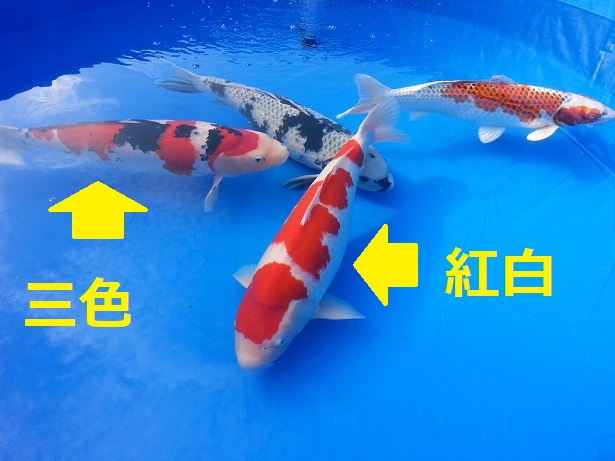 人によく懐く魚「錦鯉」のペットとしての魅力 - シングル・スローライフ